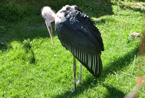 World of Birds Wildlife Sanctuary.